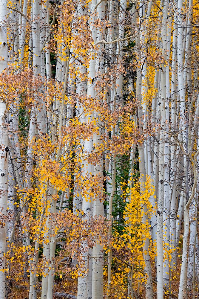 Aspen patterns in Colorado-USA.